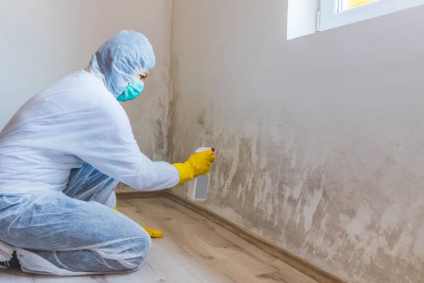 Licensed Mold Remediation service in Windsor, IL - WQB Mold Removal